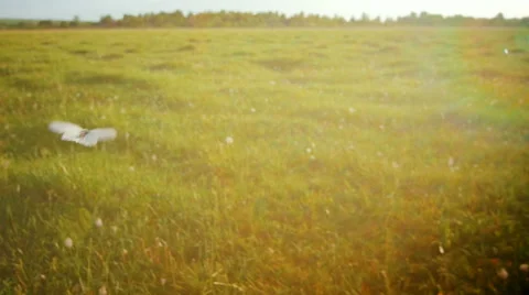 Green meadow under blue sky with clouds with butterfly 스톡 동영상 64568576