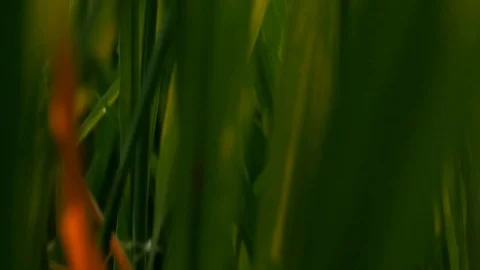 Green meadow under blue sky with clouds and wind blowing in evening. Stock Footage 111363693