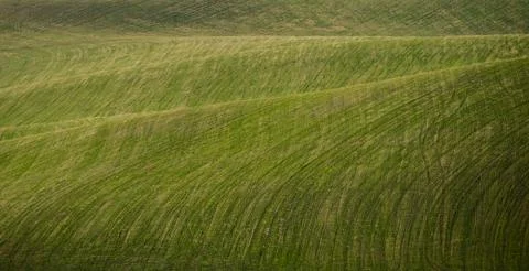Green meadow waves Stock Photos