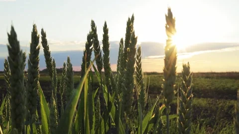 Green meadow of wheat on sunset with beautiful sky view of warm summer day Видео 291413295