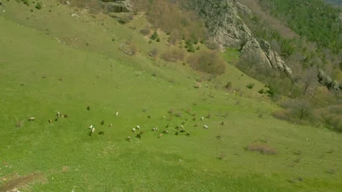 Green meadow where cows graze, a ruined building stands. Pushkin Pass Armenia. Video stock 254452378