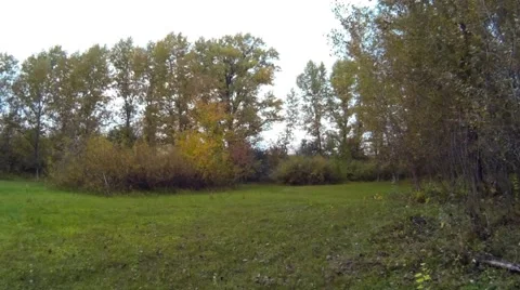 Green meadow in the woods Stock Footage 68095562