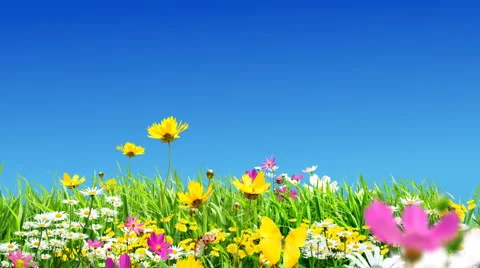 Green Meadows and Flowers Stock Footage 1007616