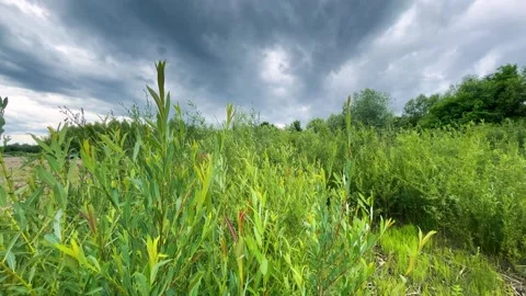 Green meadows and lush vegetation sway under a dramatic cloudy sky.  Stock Footage 339092759