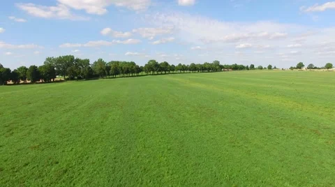 Green meadows and storks recorded bird's eye view Stock Footage 61913032