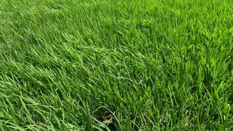 Green meadows blown by the wind Stock Footage 245406032