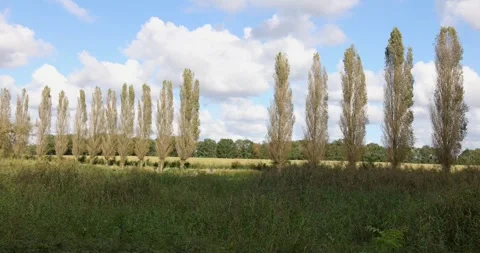 Green meadows capturing the beauty of spring in a serene natural landscape Stock Footage 293950215