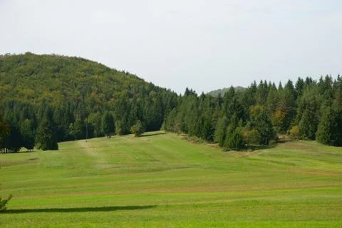 Green meadows with forest Stock Photos
