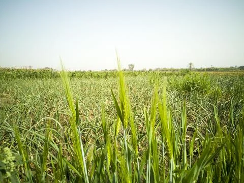 Green meadows 스톡 사진