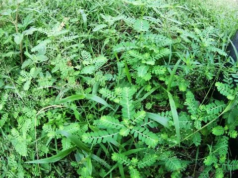 Green meadows Foto stock
