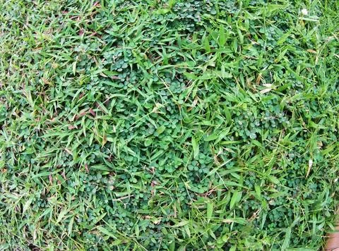 Green meadows Stock Photos