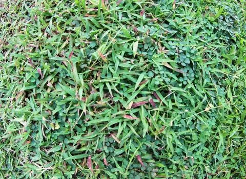 Green meadows Stock Photos