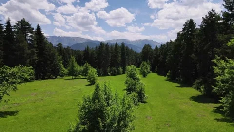 Green Meadows, Pine Forests and Cloudy Blue Sky Stockbeeldmateriaal 334740933