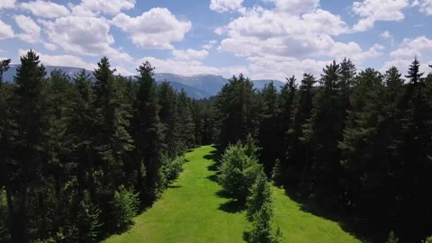 Green Meadows, Pine Forests and Cloudy Blue Sky Видео 334927047