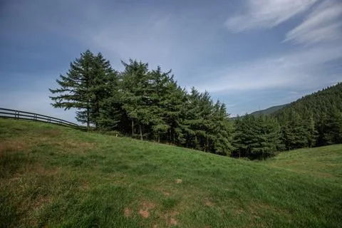Green meadows, rows of green trees along the hills Stock Photos