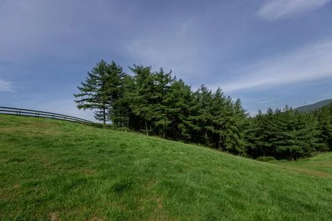 Green meadows, rows of green trees along the hills Stock Photos