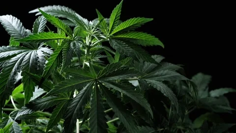 Green medical cannabis plant leaf close-up plant marijuana naturally Health and Stock Footage 142577458