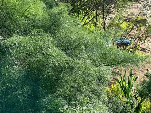 Green Mediterranean Bioindicator Stock Photos
