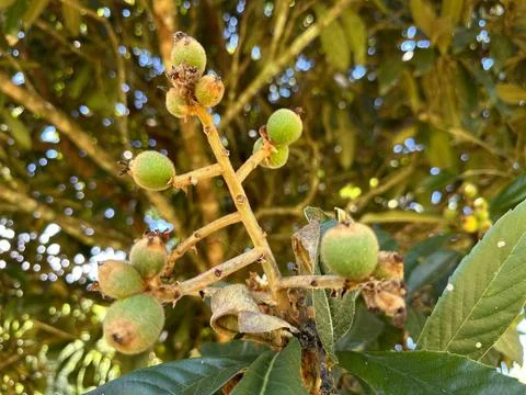 Green medlars on a tree branch Stock Photos