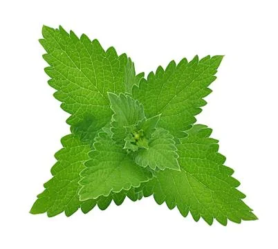 Green melis Stock Photos