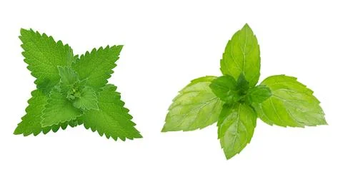Green melis Stock Photos