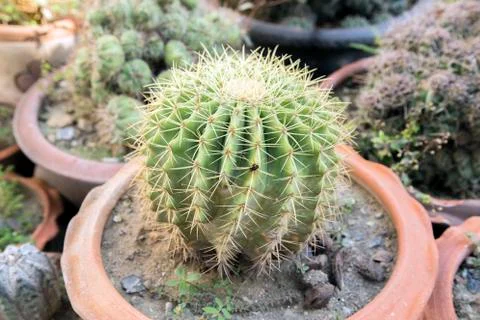 Green Melocactus Foto stock