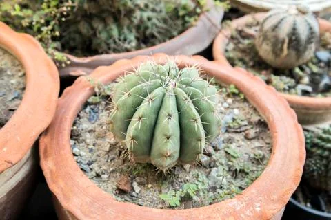 Green Melocactus Stock Photos