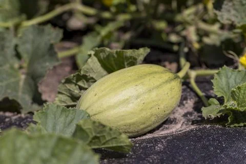 A green melon fruit grown in a cold climate in the open ground without a gr.. Stock Photos