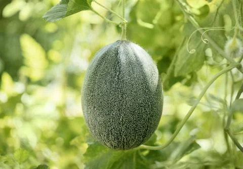 Green melon on green background. .Growing green melons Stock Photos