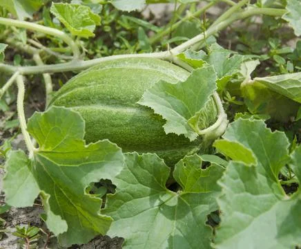 Green melon grows in the field. Stock Photos