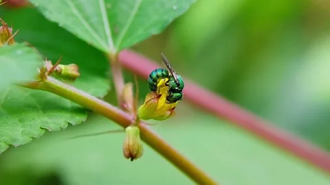Green Metallic Bee (Agapostemon) Sucking Nectar Flower 4K Slow Motion Stock Footage 346336239