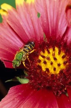 Green metallic bee 스톡 사진