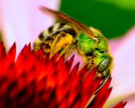 Green metallic bee Stock Photos