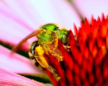 Green metallic bee Stock Photos