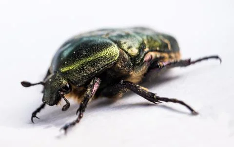 Green metallic beetle Stock Photos