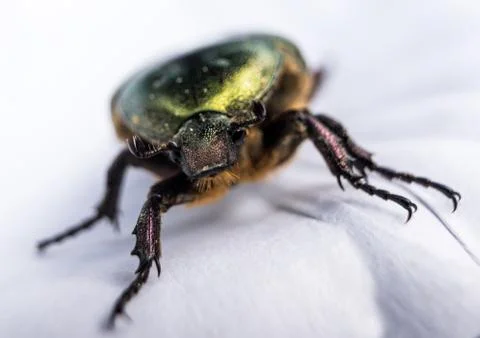 Green metallic beetle Stock Photos