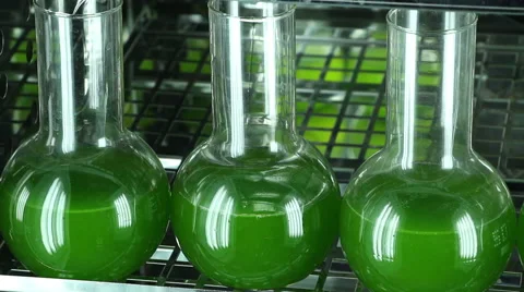 Green microalgae  containers row horizontal panning Stock Footage 61057089