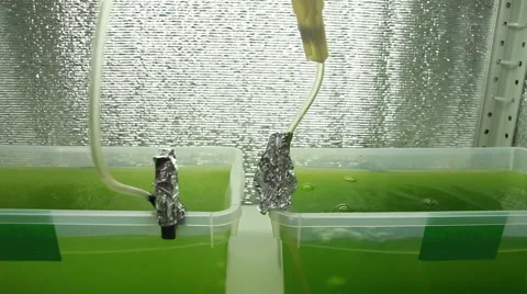 Green microalgae grows in open containers Stock-Footage 60816468