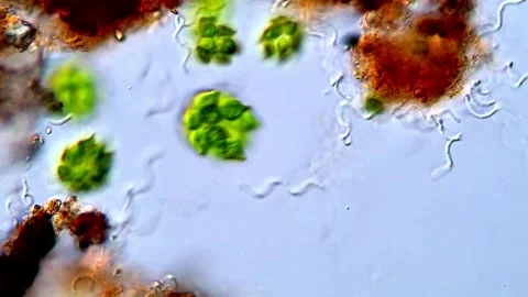 Green Microorganisms Chlorophyta Under Microscope, 400x 動画素材 317790012