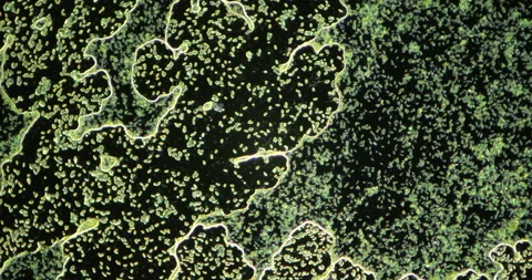 Green microscopic patterns resembling organic growth Video stock 300419663
