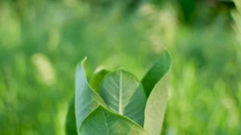 Green milkweed growing in spring Stock Footage 153859599