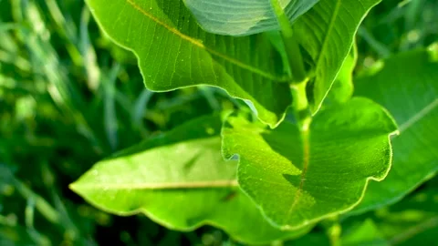 Green milkweed in spring Stock Footage 153859514