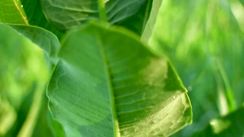 Green milkweed in spring Vídeo Stock 153859604