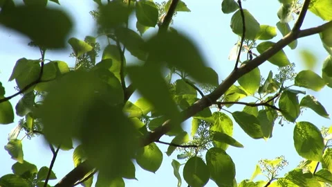 Green Mind Vídeo Stock 332786544