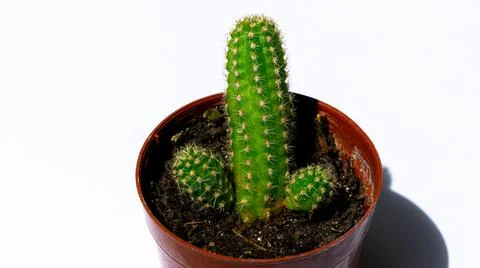 Green mini-cacti planted in a small brown plastic pot on a White background Stock Photos