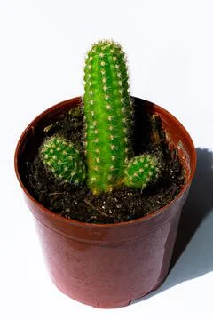 Green mini-cacti planted in a small brown plastic pot on a White background Stock Photos