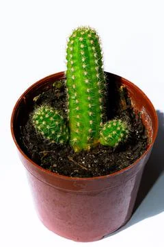 Green mini-cacti planted in a small brown plastic pot on a White background Stock Photos