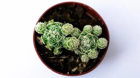 Green mini-cacti planted in a small brown plastic pot on a White background Stock Photos