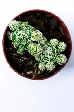 Green mini-cacti planted in a small brown plastic pot on a White background Stock Photos