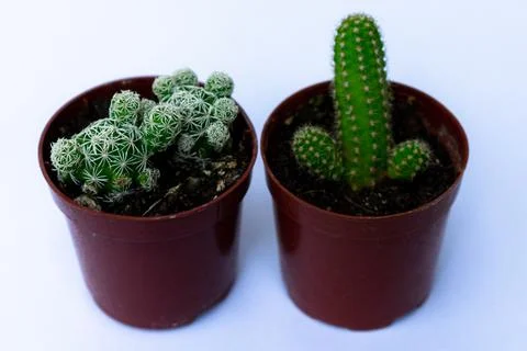 Green mini-cacti planted in a small brown plastic pot on a White background Stock Photos
